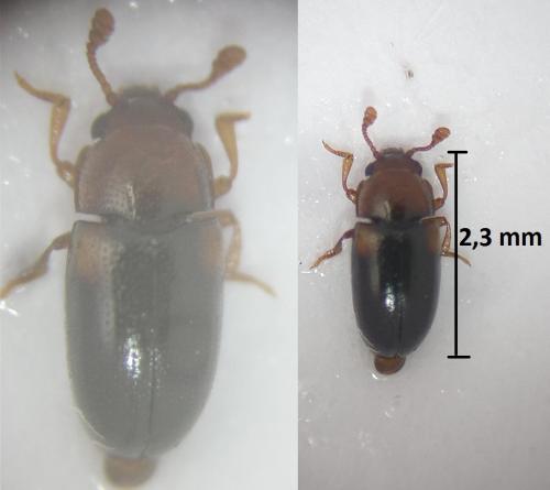 Dacne bipustulata